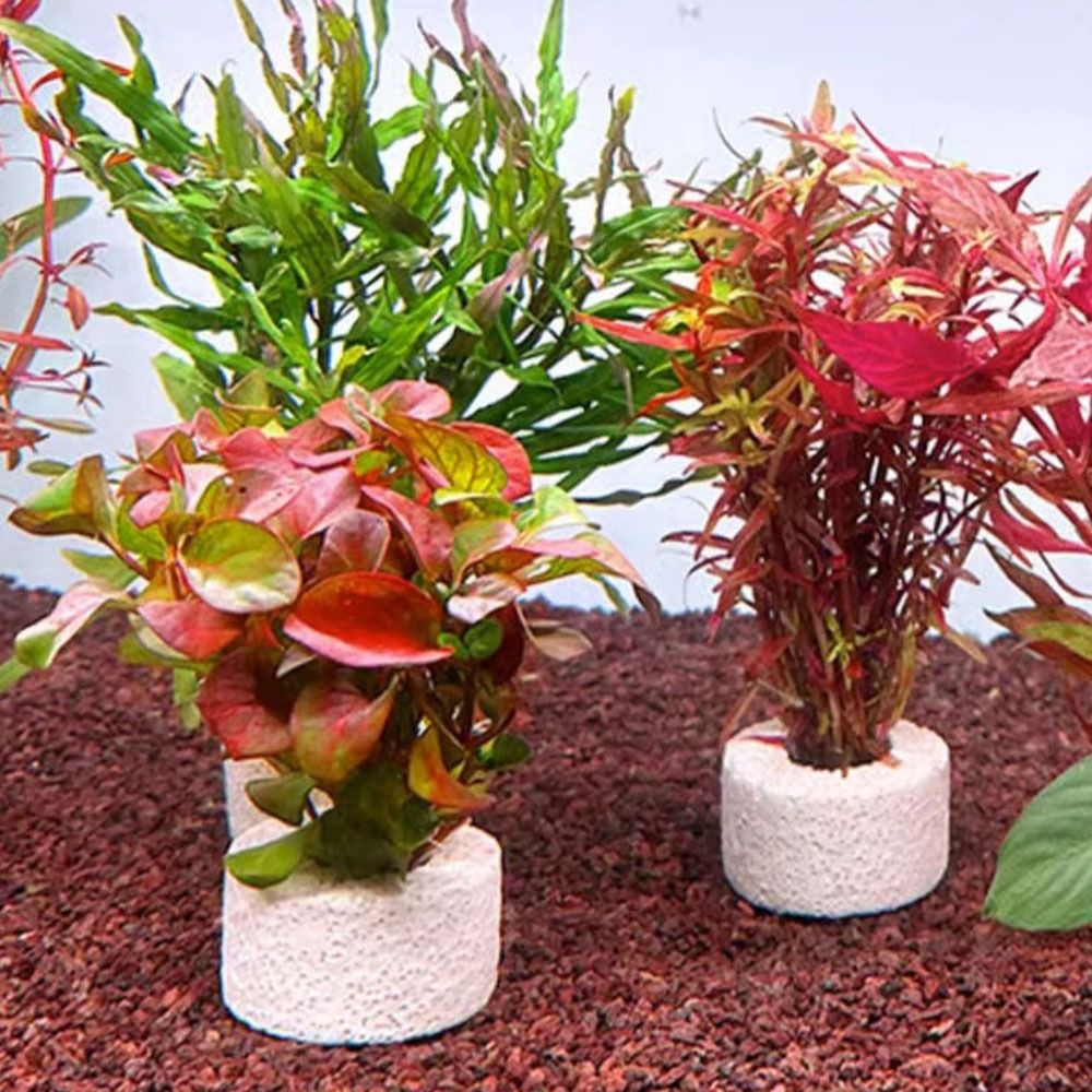 Planted Aquarium Pictures - 10 adet ağırlıklı halka su bitkisi