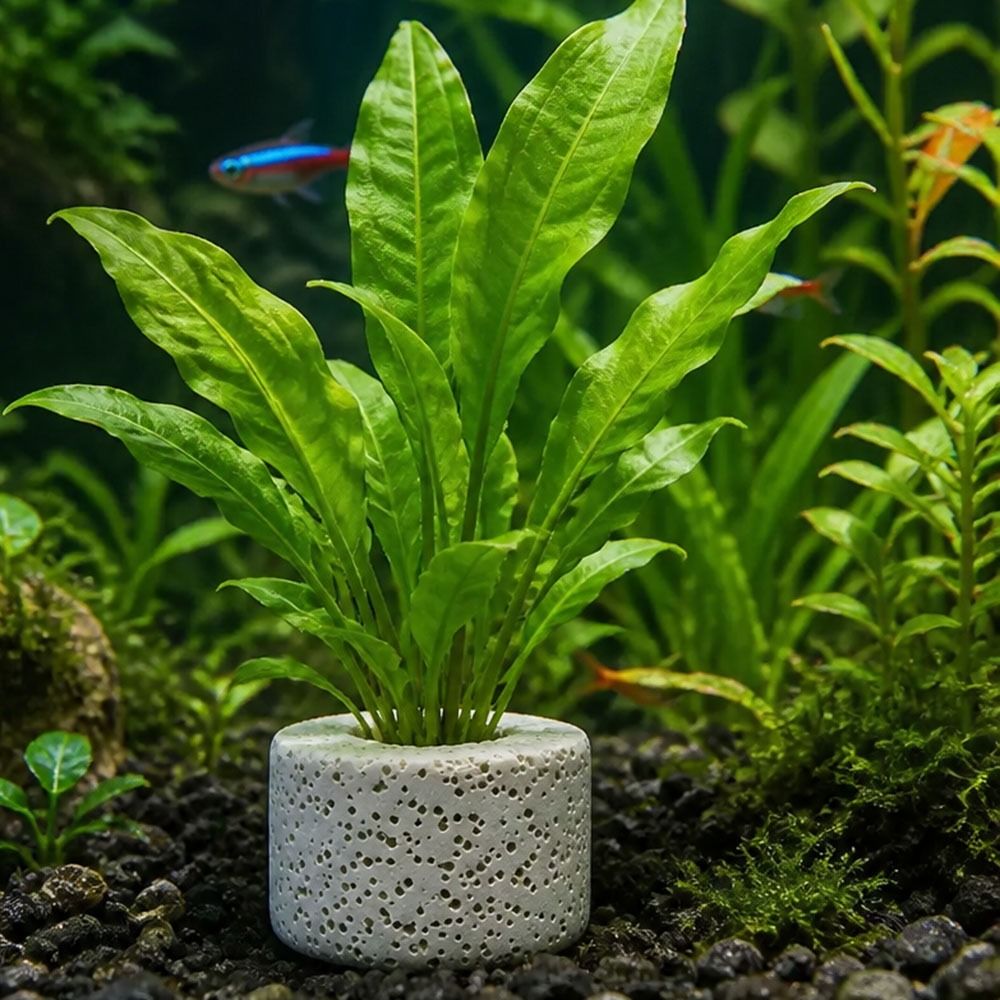 Planted Aquarium Pictures - 10 Adet Ağırlıklı Halka Su Bitkisi