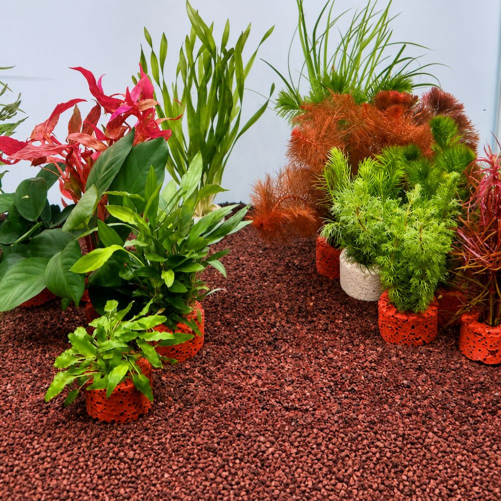 Planted Aquarium Pictures - 10 adet ağırlıklı halka su bitkisi