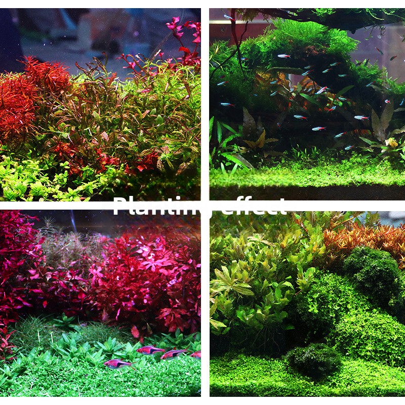 SYSENCIAGA Dikilmiş Akvaryum S - Aquarium Planted Tank incelemesi ve fiyatı