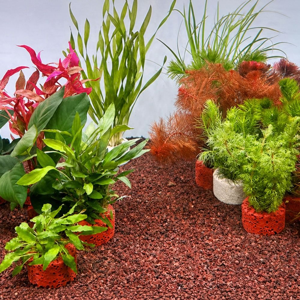 10 adet ağırlıklı halka su bit - Planted Aquarium Pictures incelemesi ve fiyatı